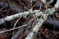 Sony A1 II-61