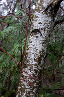Sony A1 II-55