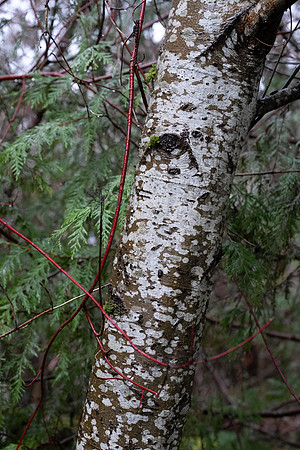 Sony A1 II-55