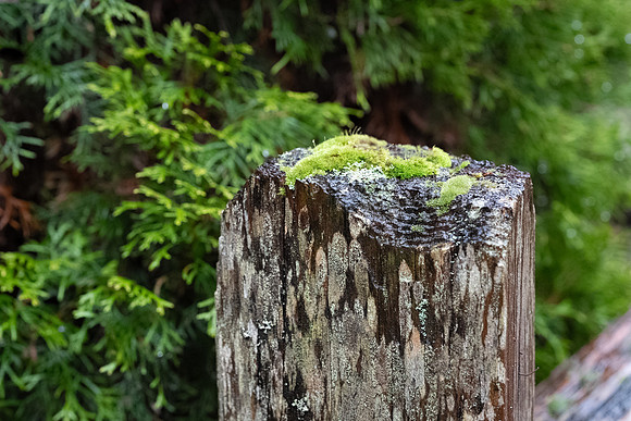 Sony A1 II-67