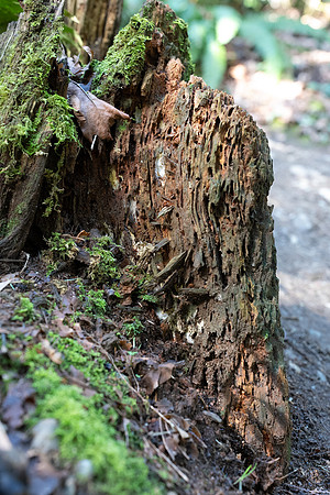 Sony A1 II-85