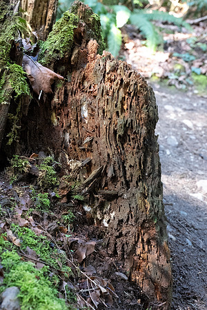 Sony A1 II-83