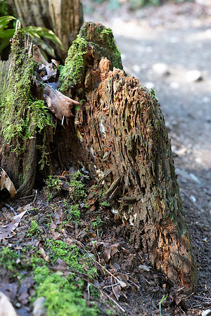Sony A1 II-87