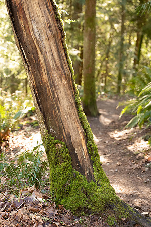 Sony A1 II-97