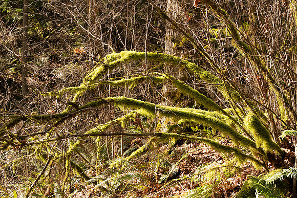 Sony A1 II-105