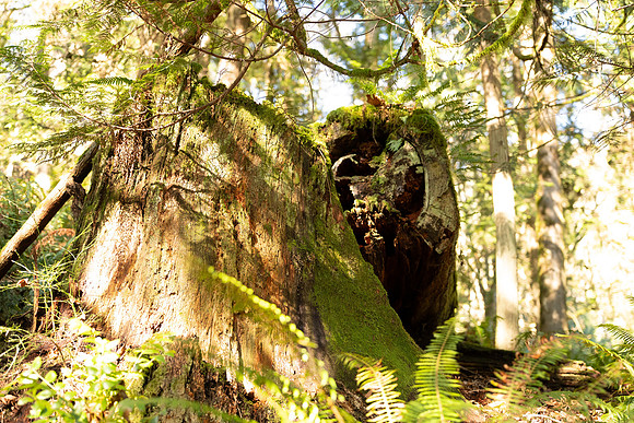 Sony A1 II-181