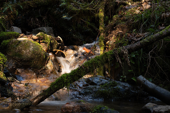 Sony A1 II-213