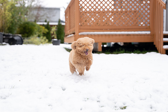 Sony A1M2 Snow Teddy-129