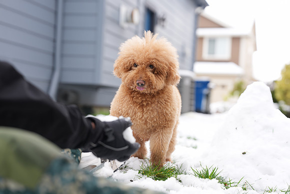 Sony A1M2 Snow Teddy-140