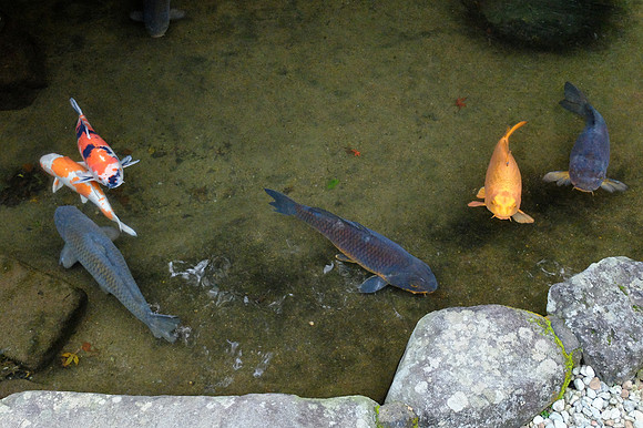 AsiaSnapshots-72_NR-2_ISO 1250_1-60 sec at f - 2.2_ at 9.3 mm