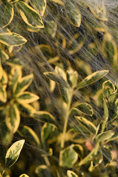 D850 Fall-972 NIKON D850 135.0 mm f-1.8 135 mm 1-1000 sec at f - 2.8 ISO 100_