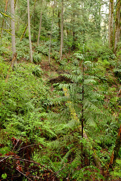 X100s Woods-99_ISO 3200_1-60 sec at f - 4.0_ at 23 mm