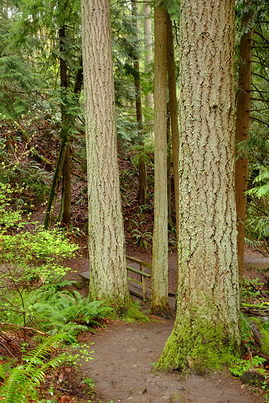 X100s Woods-105_ISO 2000_1-60 sec at f - 2.0_ at 23 mm
