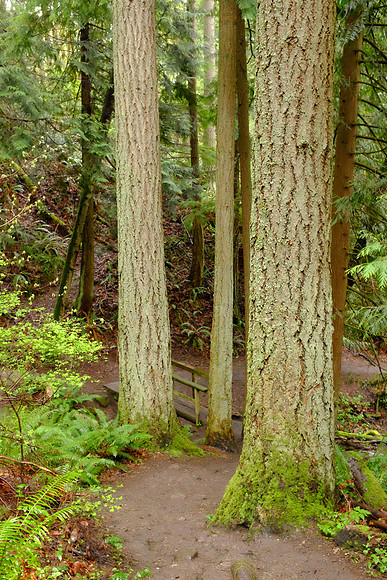 X100s Woods-107_ISO 6400_1-25 sec at f - 5.6_ at 23 mm