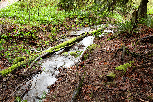 X100s Woods-117_ISO 800_1-3 sec at f - 5.6_ at 23 mm
