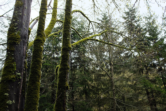 X100s Woods-127_ISO 800_1-75 sec at f - 2.8_ at 23 mm