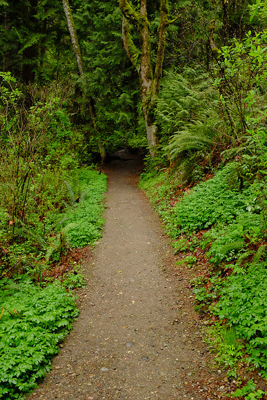 X100s Woods-3_ISO 6400_1-60 sec at f - 5.6_ at 23 mm