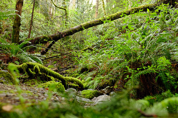 X100s Woods-13_ISO 1250_1-8 sec at f - 4.0_ at 23 mm