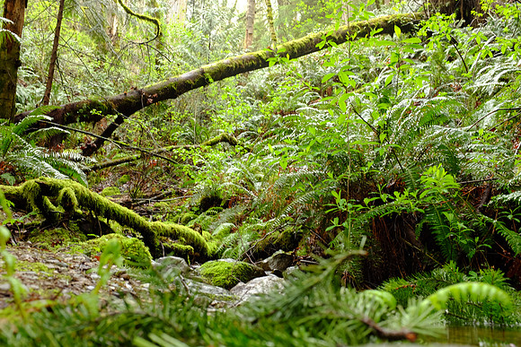 X100s Woods-17_ISO 800_0.6 sec at f - 8.0_ at 23 mm