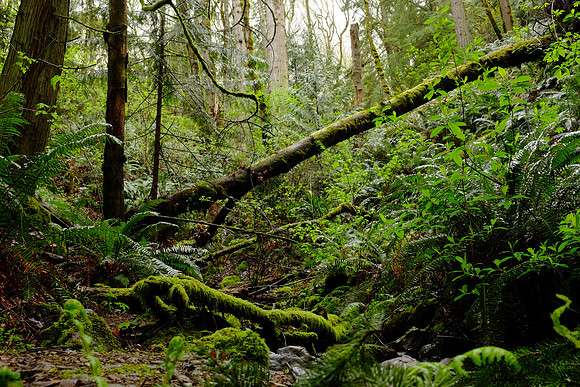 X100s Woods-21_ISO 1600_1-5 sec at f - 11_ at 23 mm