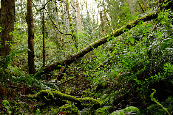 X100s Woods-23_ISO 200_2.3 sec at f - 11_ at 23 mm