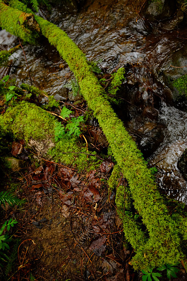 X100s Woods-25_ISO 1250_1-60 sec at f - 2.0_ at 23 mm
