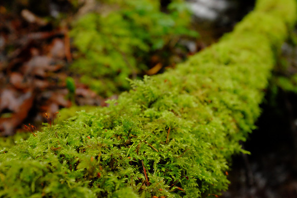 X100s Woods-27_ISO 6400_1-50 sec at f - 5.6_ at 23 mm