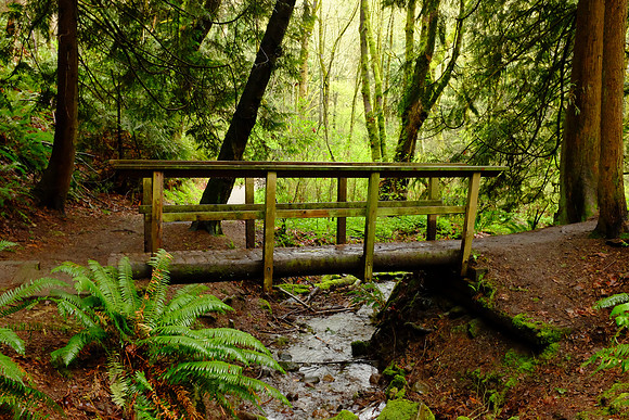 X100s Woods-31_ISO 5000_1-60 sec at f - 5.6_ at 23 mm