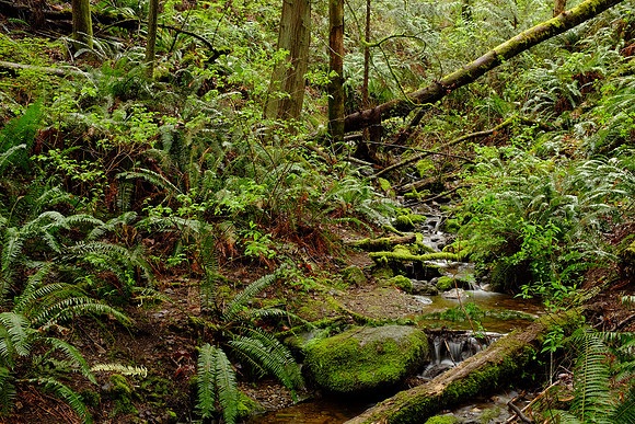X100s Woods-41_ISO 200_1.9 sec at f - 16_ at 23 mm