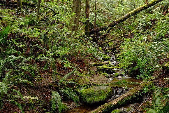 X100s Woods-43_ISO 200_13.0 sec at f - 16_ at 23 mm