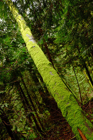 X100s Woods-63_ISO 640_1-30 sec at f - 2.8_ at 23 mm