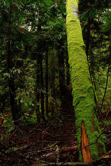 X100s Woods-67_ISO 3200_1-60 sec at f - 5.6_ at 23 mm