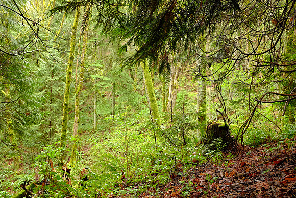 X100s Woods-69_ISO 200_0.6 sec at f - 5.6_ at 23 mm