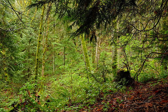 X100s Woods-71_ISO 200_2.6 sec at f - 16_ at 23 mm