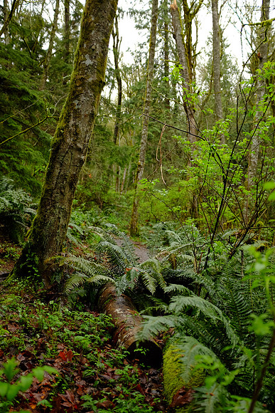 X100s Woods-74_ISO 200_1-50 sec at f - 2.0_ at 23 mm