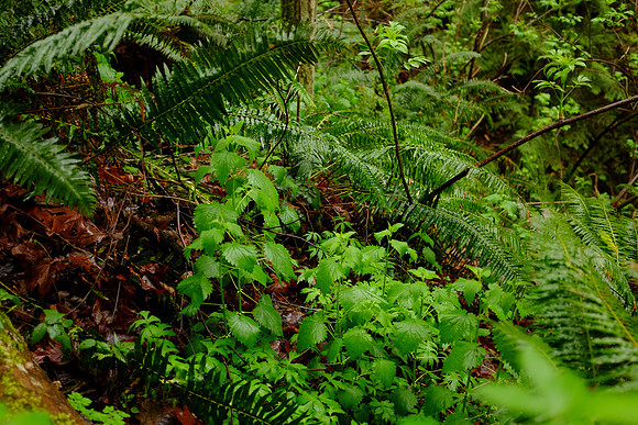 X100s Woods-75_ISO 200_1-30 sec at f - 2.0_ at 23 mm