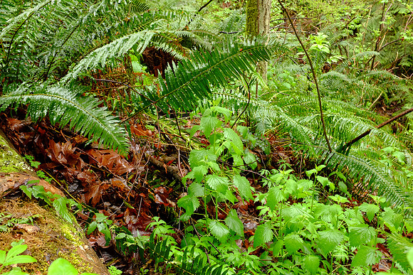 X100s Woods-85_ISO 800_1-4 sec at f - 8.0_ at 23 mm