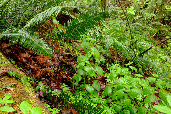 X100s Woods-87_ISO 800_0.5 sec at f - 11_ at 23 mm