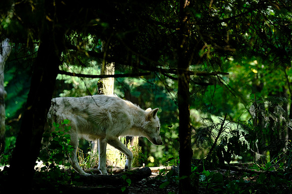 X-T3 Woodland Park Zoo 2019-402 [1-210 sec at f - 4.7 142.7 mm Fujifilm X-T30 XF100-400mmF4.5-5.6 R LM OIS WR]