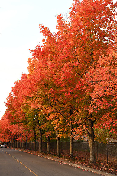 D850 Fall-71 NIKON D850 24.0-70.0 mm f-2.8 70 mm 1-125 sec at f - 9.0 ISO 1000_