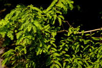DSC07167