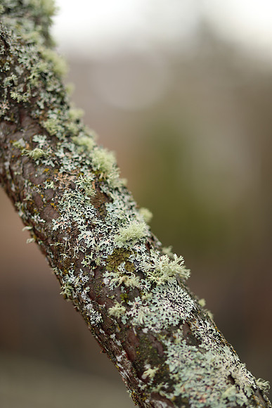 Canon-8 Canon EOS-1D X Mark II EF85mm f-1.4L IS USM 85 mm 1-800 sec at f - 1.8 ISO 100_