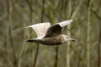 Not an eagle, but I thought it was neat