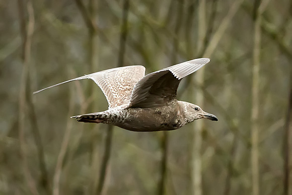 Not an eagle, but I thought it was neat