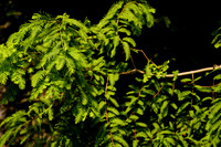 DSC07175
