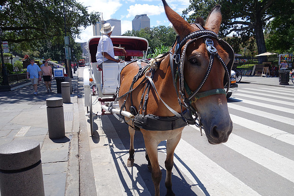 Sony NOLA 2013-154