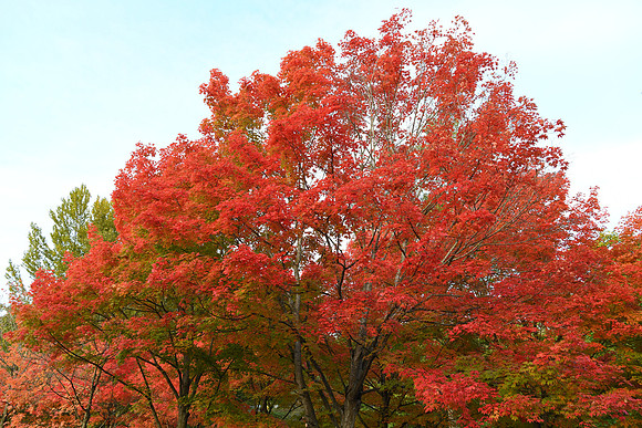 D850 Fall-69 NIKON D850 24.0-70.0 mm f-2.8 30 mm 1-125 sec at f - 6.3 ISO 560_