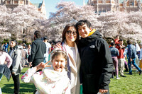 UW Cherry Blossoms 2023-10