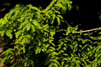 DSC07171