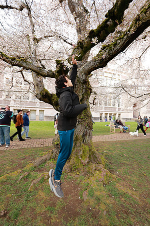 UW Cherry Blossoms 2023-258
